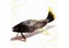 Hiasan tanduk kerbau Ikan Arwana Besar 7x34cm (18) IHD