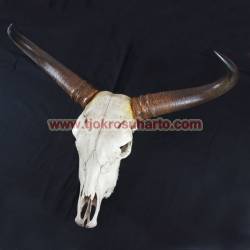 Patung Kepala tengkorak Banteng GND